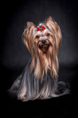 Naklejka premium portrait of The Yorkshire Terrier - Yorkie