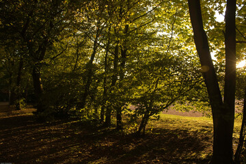 Fototapeta premium Herbststimmung im Wald