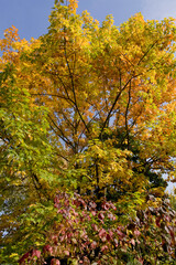 Herbststimmung im Wald