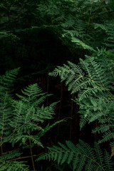 Dark photo of green fern leaves on the black background