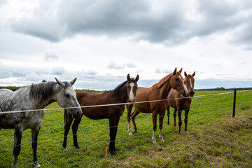Cute horses standing by the fence in September on a cloudy day in Latvia