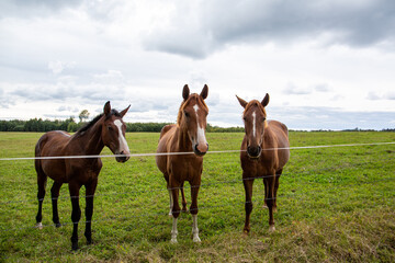 Cute horses standing by the fence in September on a cloudy day in Latvia