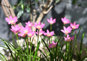 庭に咲く花