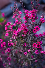 ギョリュウバイ