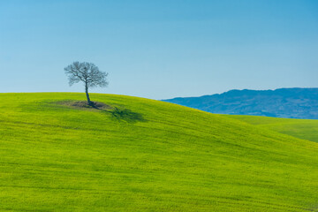 Obraz premium Lonely tree on a hill in the countryside of Tuscany, Italy