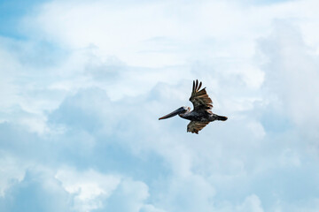 Brown Pelican soaring among the clouds.