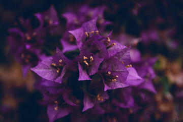 close up of Purple Bougainvillea Flowers in Bodrum Turkey