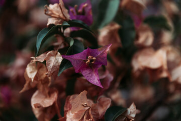close up of Purple and dried Bougainvillea Flowers in Bodrum Turkey
