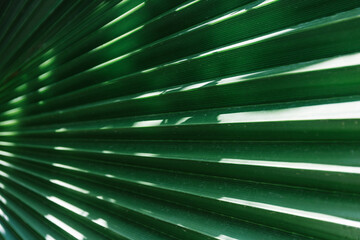 close up view of green palm leaf with sun light - green background and texture