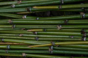 東京赤坂にある氷川神社の境内に竹が集まる