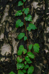 雨に濡れた小さなアイビー