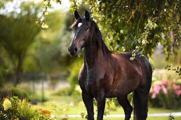 beautiful horse portrait under an apple tree