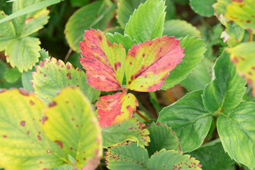Red strawberry leaves on a green background. Healthy food set.
diseased strawberry leaves