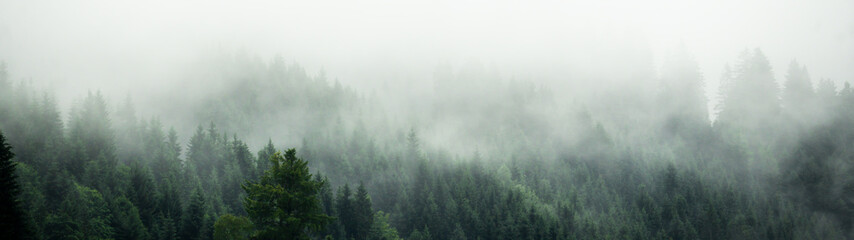 Fototapeta Amazing mystical rising fog forest trees landscape in black forest ( Schwarzwald ) Germany panorama banner  - Dark mood.. obraz