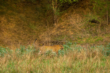 shy wild male leopard or panther or panthera pardus fusca walking in natural green grass during monsoon season safari in buffer zone area at forest of central india asia