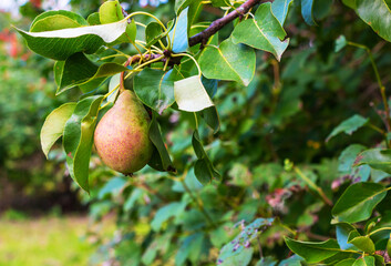Pears ripen on a tree in an orchard summer in the sun