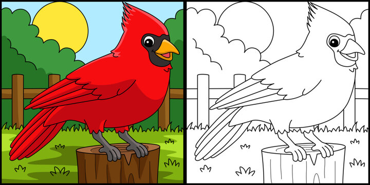 Cardinal Animal Coloring Page Colored Illustration