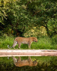 Indian wild male leopard or panther walking with reflection at waterhole during monsoon green...