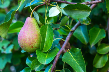 Pears ripen on a tree in an orchard summer in the sun