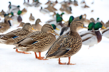 Mallard ducks resting on the snow. Large flock of wild ducks in winter season - Powered by Adobe