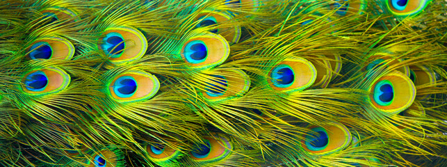 Peacock feathers texture. Plumage of tropical unusual fairy birds of multi-colored blue yellow...