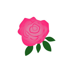 pink rose flower beautiful white background green leaf