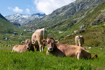 Fototapeta na wymiar Cows posing in front of the Gotthard Pass in the Swiss Alps (Switzerland)