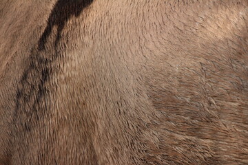 close up of horse texture