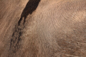 close up of horse texture