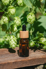 Amber bottle with oil and green ripe hop cones on a wooden table on the background of the garden. Branch with leaves. Beauty concept for face, body hair care