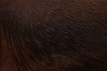 wet horse texture
