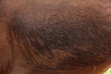 brown leather texture