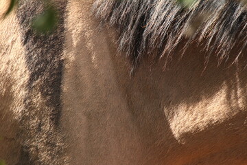 close up on brown horse