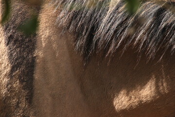 close up on brown horse