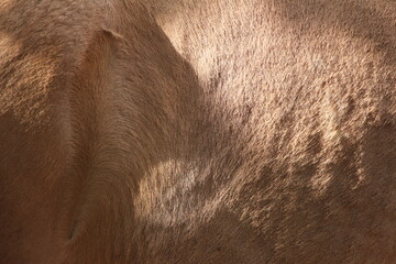 close up of a brown horse