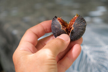 Fig fruit. Reddish sweet flesh. Broken fig in the woman's hand.