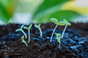 Plant sprouts that have just germinated and come out of the ground, very shallow depth of field with focus on the seedling in the foreground.