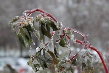 Green leaves of a shrub on a branch with frozen raindrops