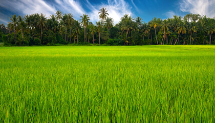 Obraz premium Sunset over rice field , Agricultural farms in Asia.