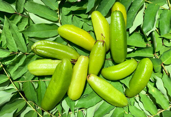 fresh harvested bilimbi or belimbing with foliage backdrop.