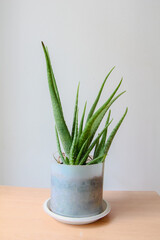 Aloe Vera in a flowerpot on wood table and white wall background.