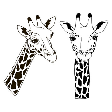 Graphic set of cute giraffes on white background african animal hand drawn vector illustration