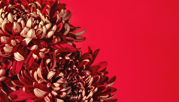 Close up of a beautiful red flowers on red. Sophisticated red chrysanthemum bouquet in bright sunlight. Minimalist floral background with copy space. Trendy colour concept.
