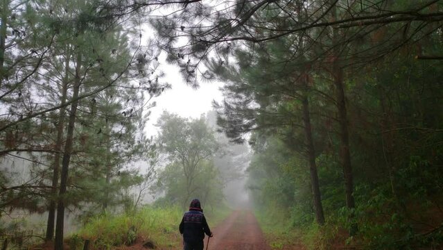 Man walking alone along a deserted road in a forest in the middle of a bush