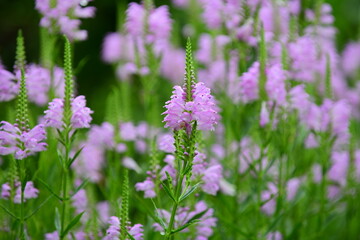 花壇一面に咲いたハナトラオノ
