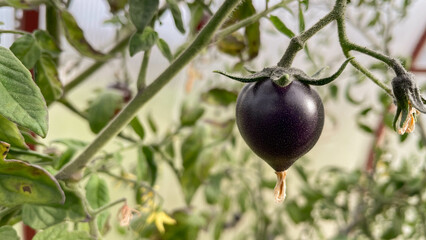 Black tomatoes grow on branch in vegetable garden.