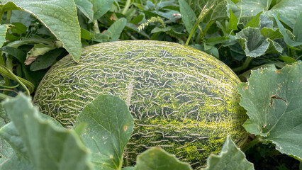 Organic, young ripening kajari melon in summer garden.