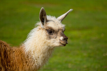 Obraz premium Llama closeup on a green meadow in Peru