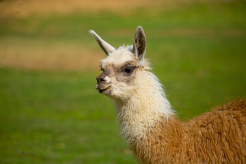 Llama closeup on a green meadow in Peru