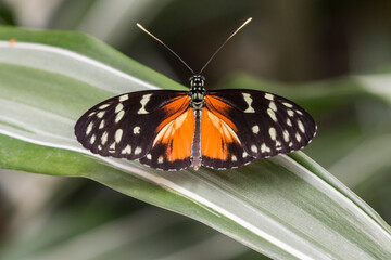 Fototapeta na wymiar Orange Spring Butterfly